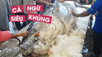 Cận cảnh cá ngừ siêu “khủng” ngư dân Phú Yên câu được ở Trường Sa