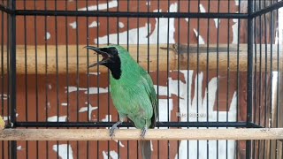 TERAPI memulihkan CUCAK IJO STRESS agar KEMBALI GACOR