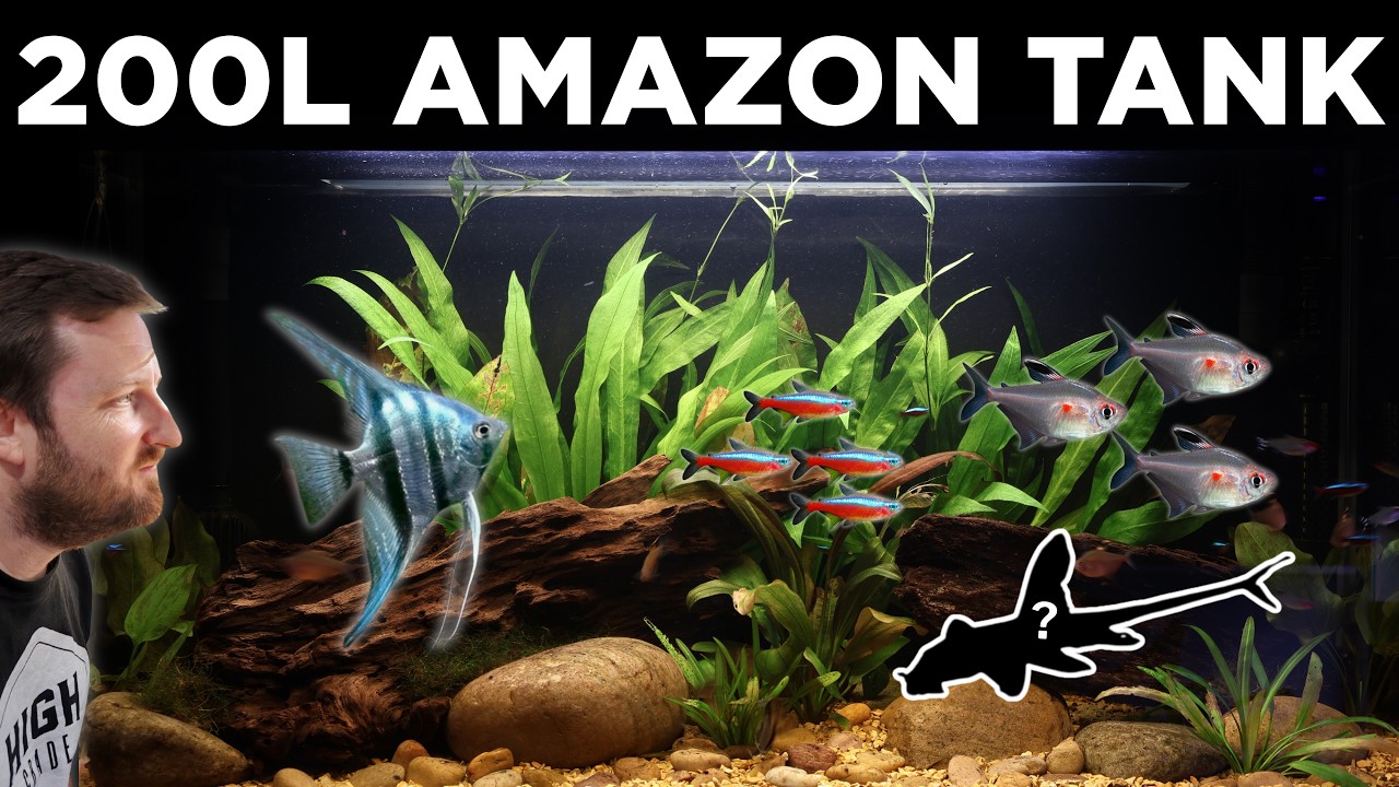 Creating a 3FT Amazon Inspired Aquarium: 200L Angelfish, Keyhole Cichlids, Tetras, Corydoras & More!