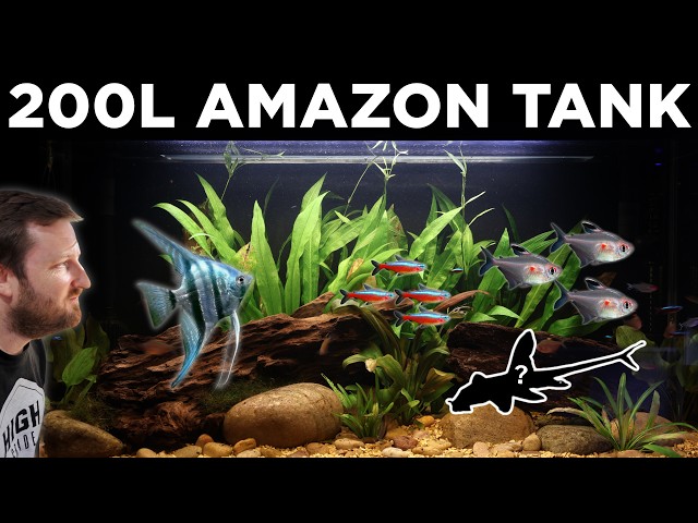 amazon tropical fish tank accessories Wood Pedty Fish Tank Decoration -