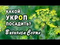 Какой УКРОП посадить? Отличия сортов