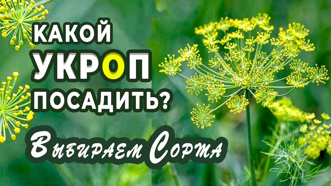 Какой укроп посадить. Укроп кустистый. Укроп пучковой сорта. Укроп армянский. Вырастить укроп на зонтики.