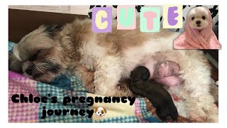 Nanganak Na Si Chloe Shihtzu Giving Birth At Home Stohner Squad Vlog