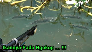 Covering Rice Fields and Ponds Near Settlements | Shooting Tilapia