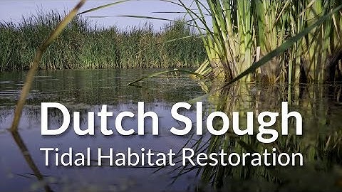 Dutch Slough Tidal Habitat Restoration