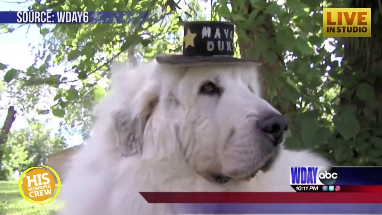 Retirement is Doggone Certain for One Minnesota Mayor