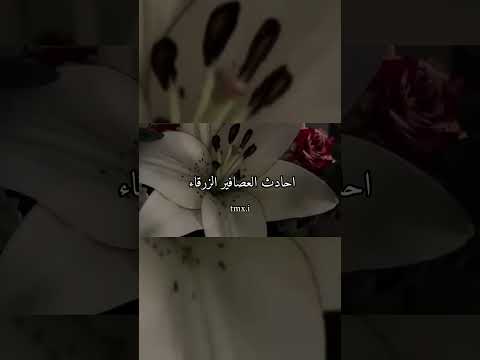 اغنيه    مترجمه بدون موسيقى لايك