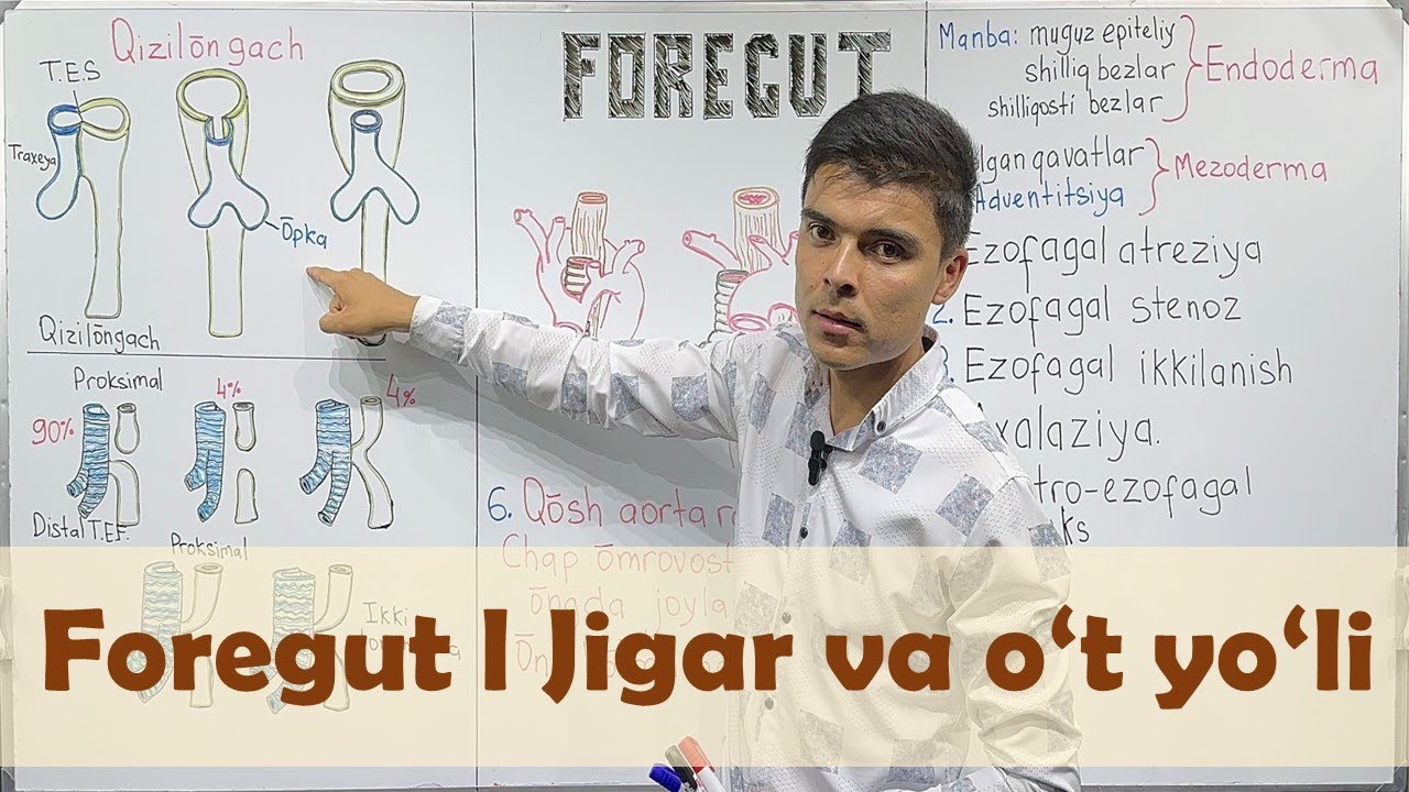 Foregut: Jigar va o‘t yo‘llari