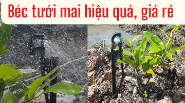 Béc tưới mai vàng hiệu quả, giá thành rẻ. Béc tưới giá rẻ MK20