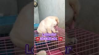 Labrador puppy sale coimbatore tiruppur karur chennai madurai pollachi ooty udumalaipet trichy