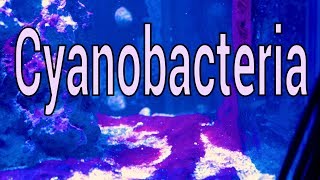 Cyanobacteria: What is it? How to solve it.