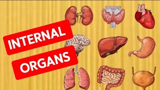 Internal Organs of human body and their functions