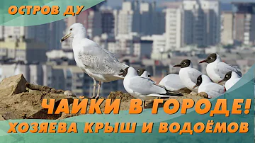 Как гнездятся чайки в городе