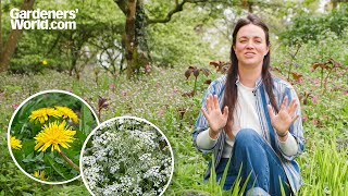 Download Lagu 5 WILDE BLOEMEN met GEHEIME superkrachten | Frances Tophill MP3 Download Lagu 5 WILDE BLOEMEN met GEHEIME superkrachten | Frances Tophill MP3