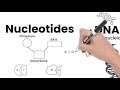 Understanding Genetics