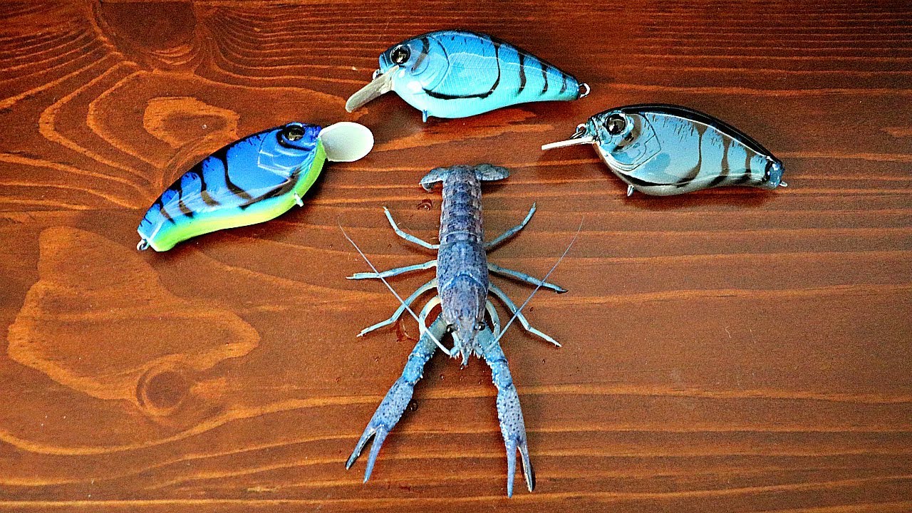 Designing a Crankbait After Our Pet Crawfish! YouTube