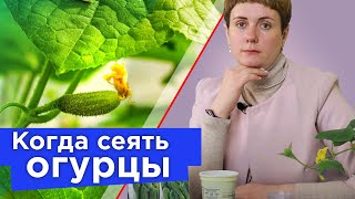 УЗНАЙТЕ ТОЧНЫЙ СРОК ПОСЕВА ОГУРЦОВ НА РАССАДУ! Хитрости посадки огурцов для раннего обильного урожая