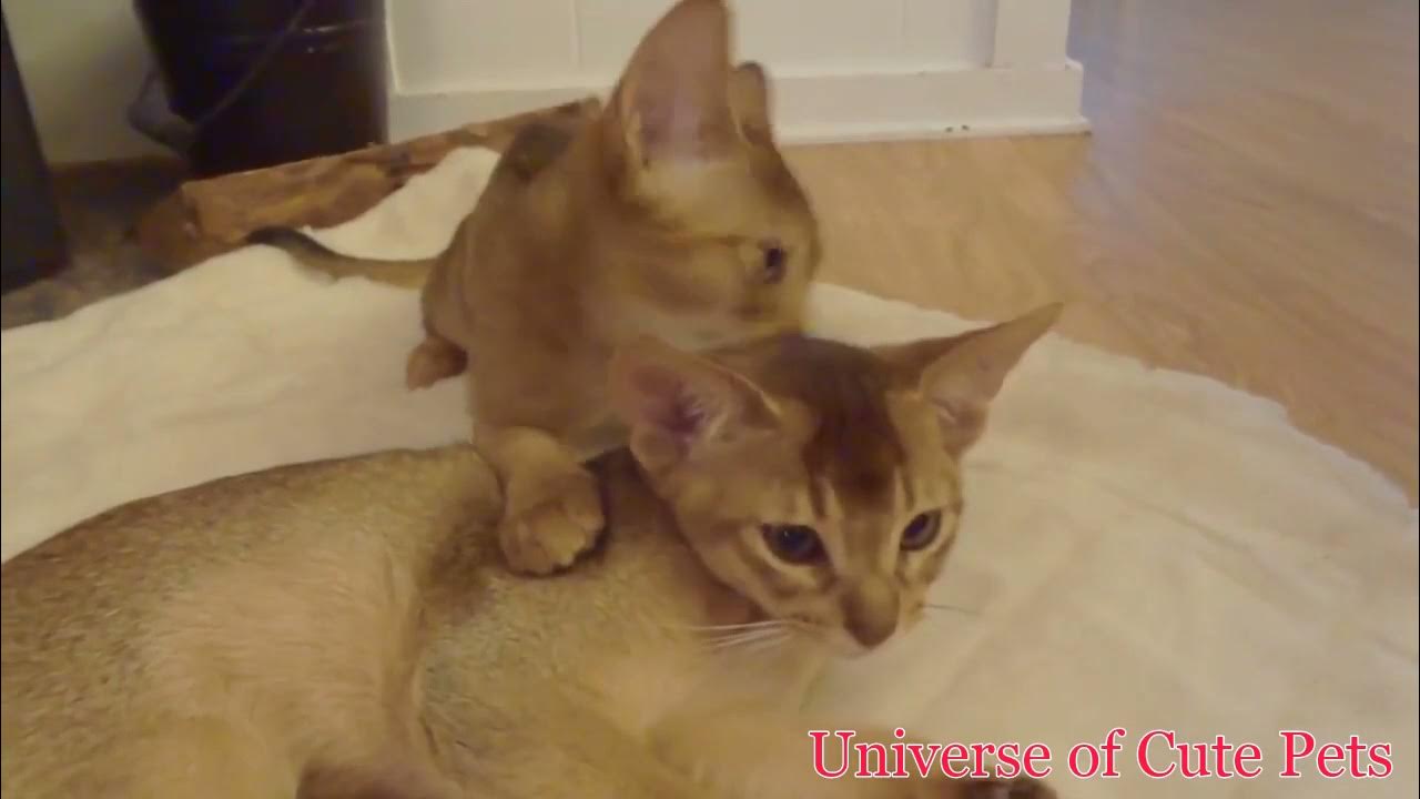 Abyssinian Cats How much do Abyssinian cats cost? YouTube
