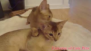 Abyssinian Cats - How much do Abyssinian cats cost?