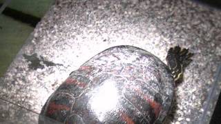 2017-06-20 turtle's sun-spot