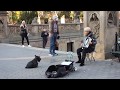 New York Scottie Dog Loving the Accordian の動画、YouTube動画。