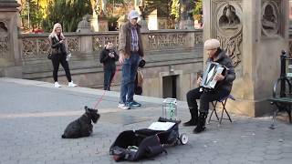 New York Scottie Dog Loving the Accordian