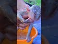 Breastfeeding Monkeys #cutebaby#babymongkey #babymonkey #babymonkeyattacked #babymonkeyvideos 8