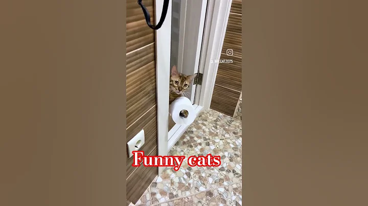 Video 11476171: funny cat riding, adorable felines, hilarious cat