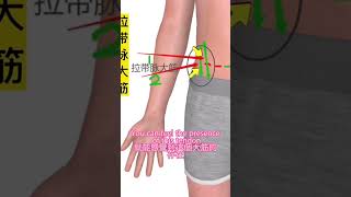 奇經八脈之帶脈(三)Belt Vessels of the Eight Extra Meridians(3) 奇經八脈之帶脈(三)Belt Vessels of the Eight Extra Meridians(3)