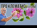 Клематис экстремальная посадка / Опоры для клематиса / Игорь Билевич