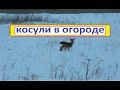 Косули в огороде Следы на снегу? Сельское подворье на Урале