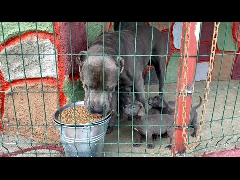 Video: Köpekler İçin Kemik Suyu