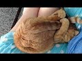 WILL YOU ever BE ABLE to STOP LAUGHING? - Funny RANDOM ANIMALS compilation