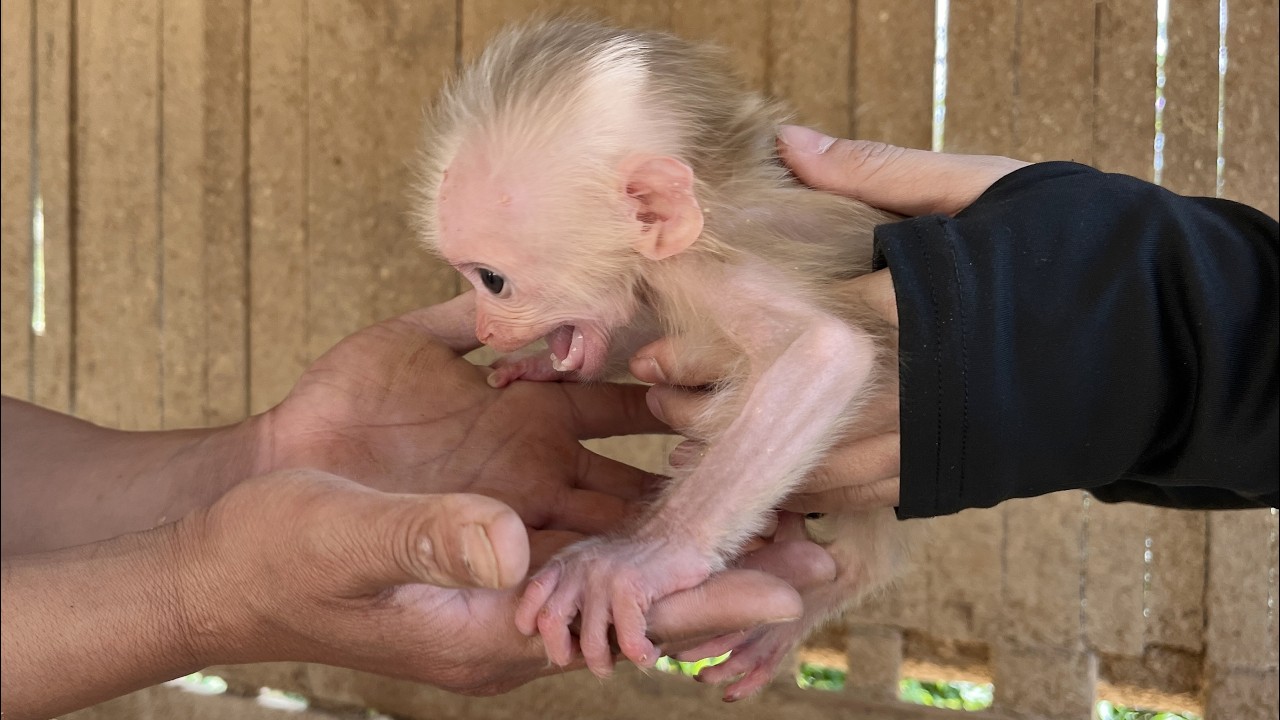 Rescue baby monkey!🐵How lucky poor orphaned baby monkey was rescued!🍀🍀🍀