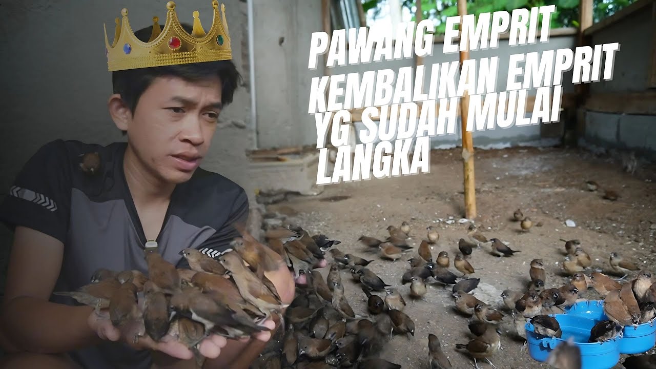 INILAH YANG TERJADI KETIKA RATUSAN BURUNG EMPRIT MASUK AVIARI | BURUNG EMPRIT NYA MAKIN LIAR???