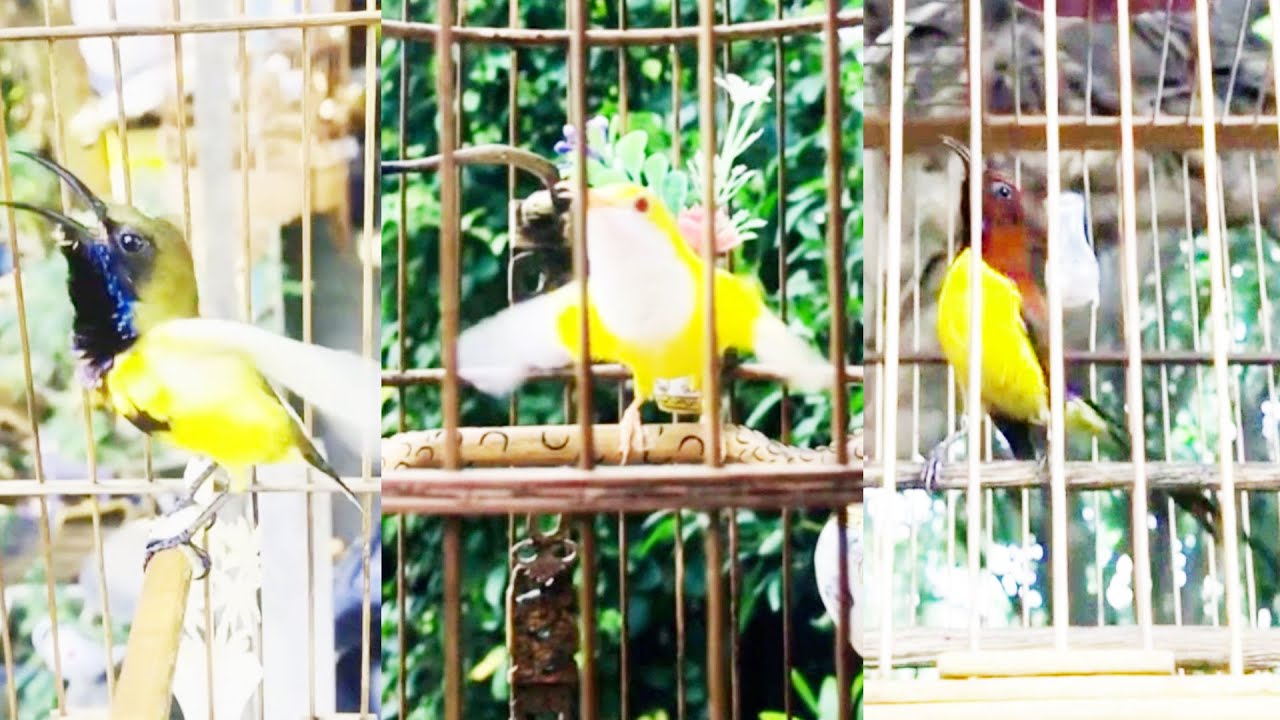 ✅ Chim Hút Mật độc lạ ở Viet Nam