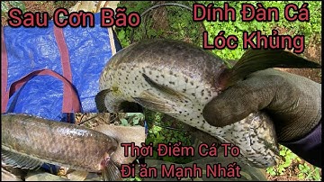 Dính ĐÀn CÁ Lóc Khủng Ở Đăk Lăk