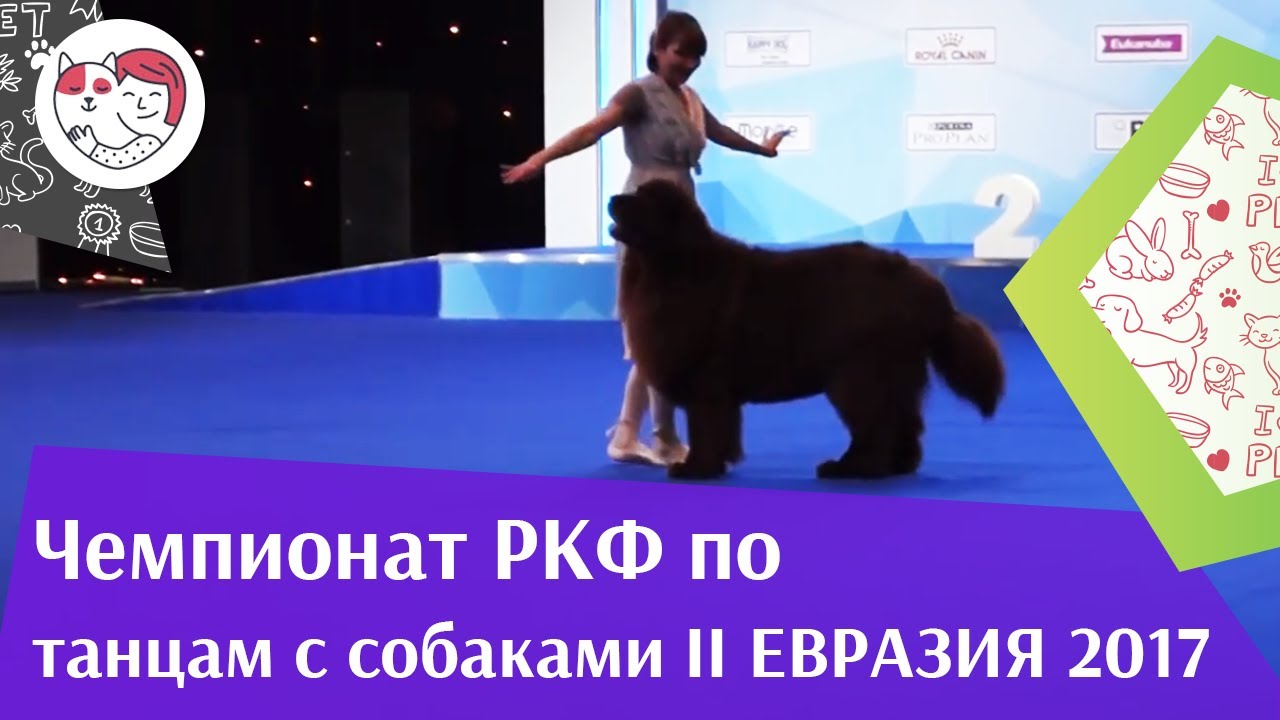 питомцы кукол лол Чемпионат РКФ по танцам с собаками 2 на Евразии 17 ilikepet