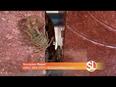 Scorpion Repel Shows Us How They Keep Scorpions Out Of Your Home