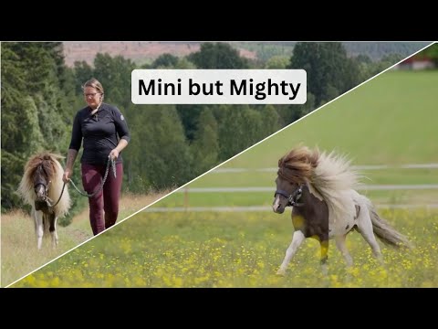 Meet Curly Pony Stallion Titan: A Special Pony!