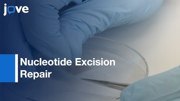 DNA Lesion Recognition in NER by Atomic Force Microscopy AFM | Protocol Preview