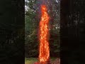 Burning Christmas Tree BIG FIRE 