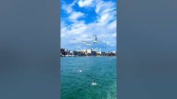 سورة الكافرون بصوت القارئ محمد محمود