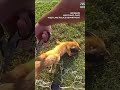 Police free fox trapped in soccer net