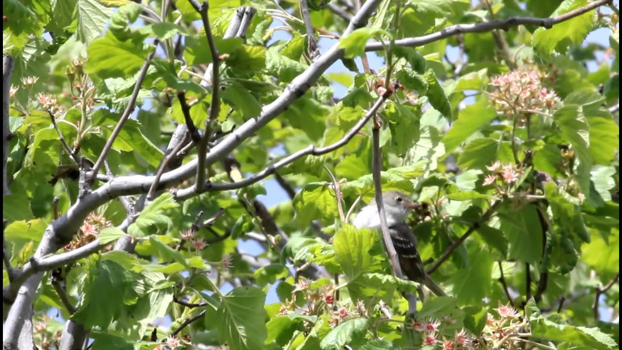 White-crested Elaenia or Small-billed Elaenia 