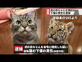 【速報】自称・猫の下僕をワシントン条約違反の疑いで逮捕しました