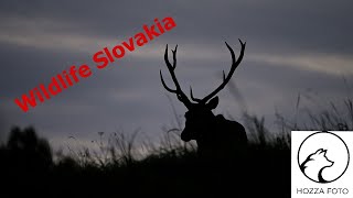 Wildlife Slovakia/ Vlk/Diva mačka/ zlatý jelen