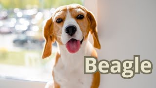 Beagle: the dog that is older than England and smarter than you!