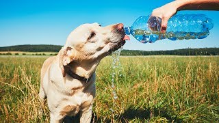 Steve Dale: Hot Weather Tips for Pets