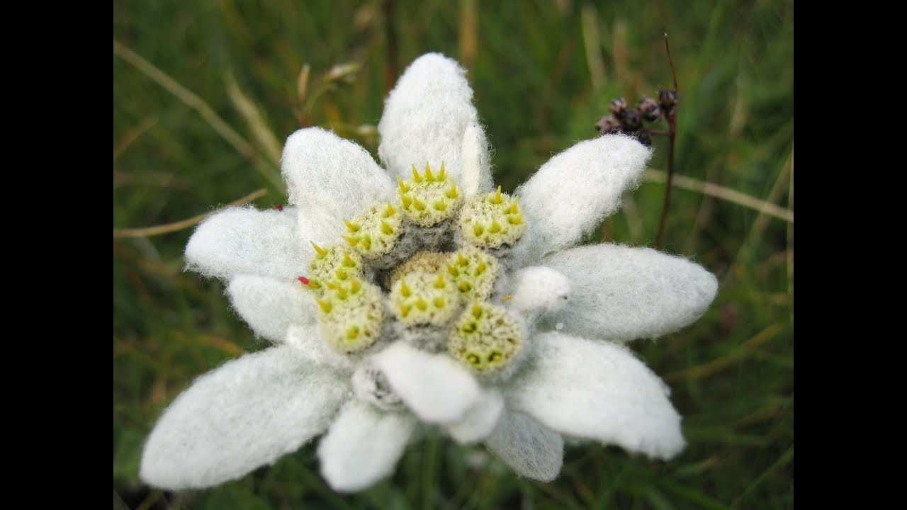 EDELWEISS/BLESS MY HOMELAND FOREVER – RICHARD ROGERS (COVER) APOLINARIS D’SOUZA